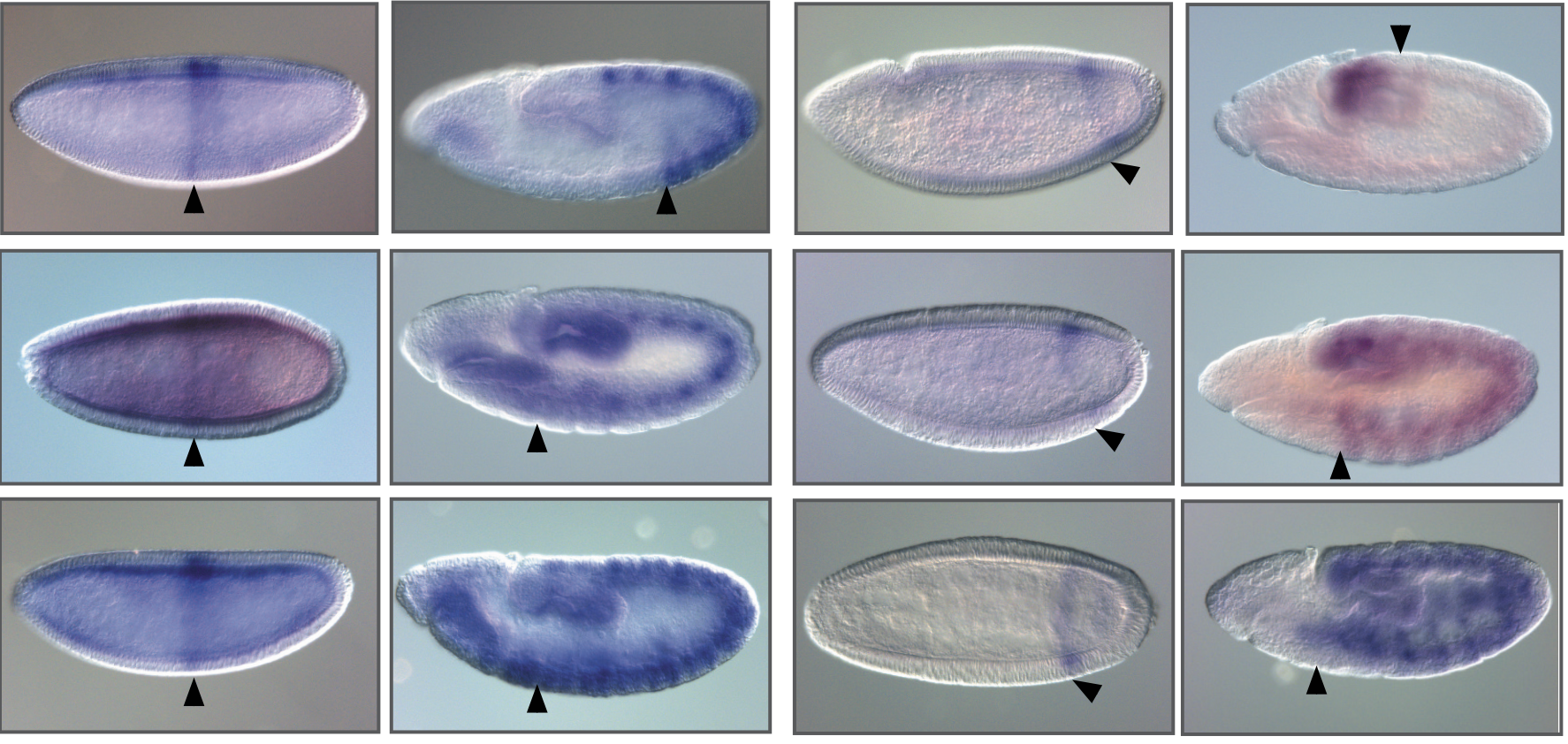 Screen Shot 2017-07-15 at 10.42.04 am